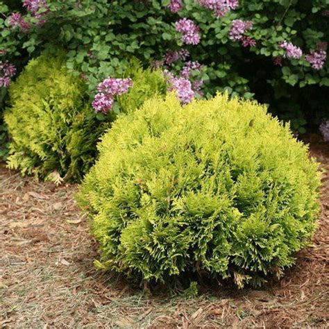 Annas Magic Ball Arborvitae: The Perfect Green Screen for Your Property
